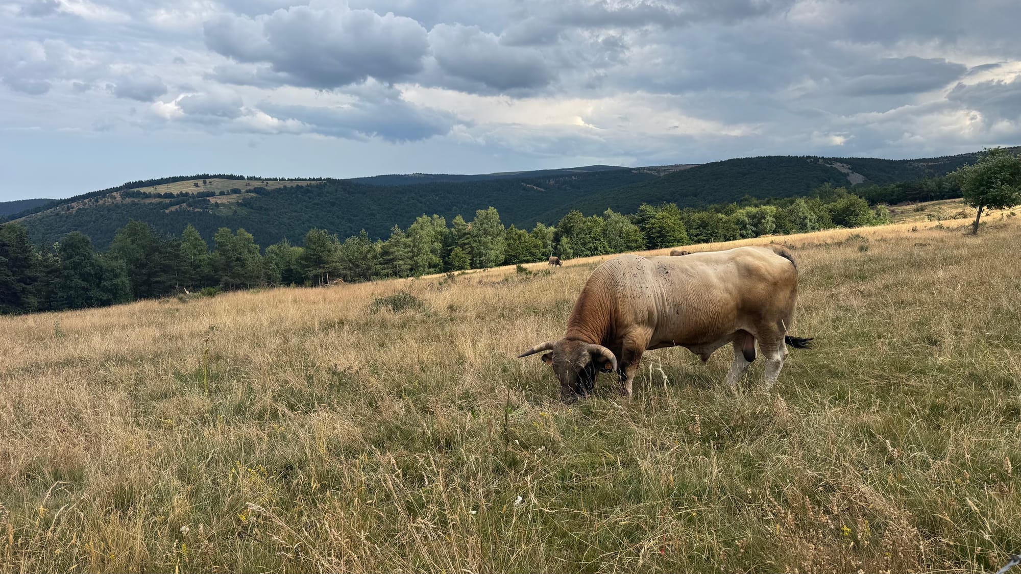 S02 - E01 - Reprise au rythme des basses - de Chasserades au mont Lozère - 22,3kms (25 en fait)