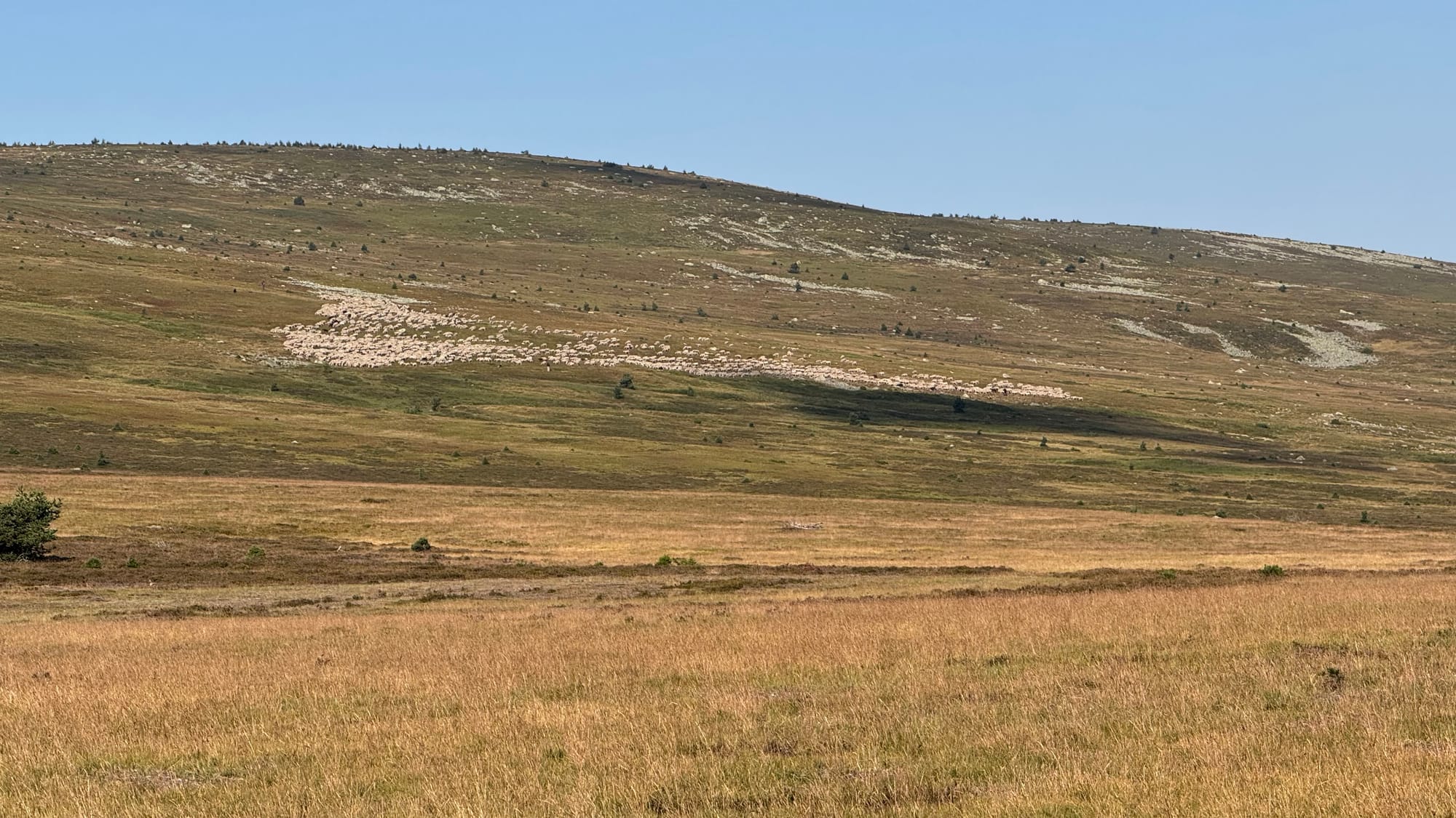 S02 - E02 De la station du Mont Lozère au Pont de Montvert-variante par le GR7 et la  plaine du Tarn-27 kilomètres